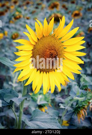 Campo di girasole con ape al mattino. Messa a fuoco selettiva. Foto Stock