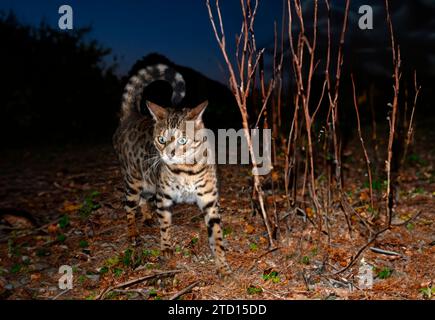 gatto del bengala che cammina in una foresta, di notte Foto Stock
