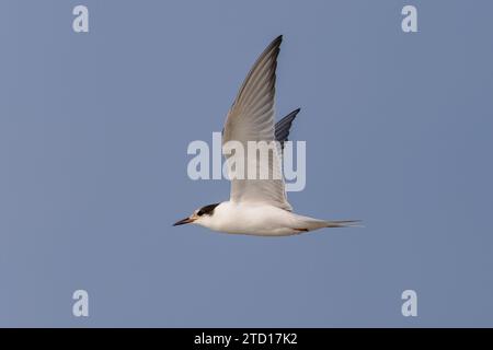 Sterna hirundo (Sterna hirundo) che vola sulla spiaggia dell'isola Frisiana orientale Juist, Germania. Foto Stock