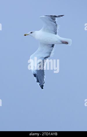 Great Black-backed Gull (Larus marinus) adulti che volano a Norfolk nel novembre 2023 Foto Stock