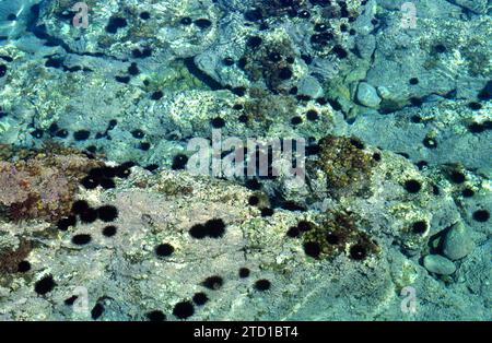 Il riccio di mare nero (Arbacia lixula) è un riccio di mare che alimenta le alghe. Questa foto è stata scattata a Begur Coast, provincia di Girona, Catalogna, Spagna. Foto Stock