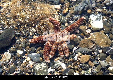 La stella marina (Coscinasterias tenuispina) è una stella marina onnivora. Campione con un numero anormale di braccia. Questa foto è stata scattata a Cap Ras, giro Foto Stock