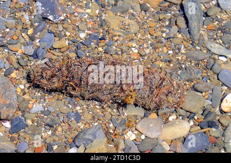 Il cetriolo marino tubolare (Holothuria tubulosa) è una specie di cetriolo marino che si nutre di detrito e plancton. Campione criptico coperto da resti di PosID Foto Stock