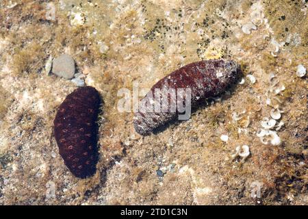 Il cetriolo marino tubolare (Holothuria tubulosa) è una specie di cetriolo marino che si nutre di detrito e plancton. Questa foto è stata scattata a Cap Creus, Girona prov Foto Stock