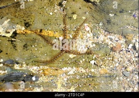 La stella fragile comune (Ophiothrix fragilis) è una stella fragile di colore molto vario. Questa foto è stata scattata a Cap Ras, provincia di Girona, Catalogna, Spagna. Foto Stock