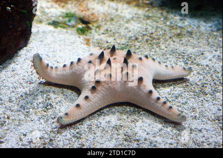 Chocolate chip Sea STAR (Protoreaster nodosus) è una stella marina carnivora originaria dell'Indo-Pacifico. Foto Stock