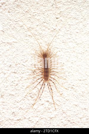 La casa centipede (Scutigera coleoptrata) è un miriapode nativo del bacino mediterraneo. Foto Stock