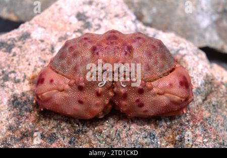 Il granchio a scatola (Calappa granulata) è un crostacei marino originario del Mar Mediterraneo e delle isole Canarie. Foto Stock