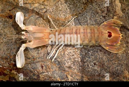 Il gambero Mantis (Squilla mantis) è un crostacei commestibile originario del Mar Mediterraneo e dell'Oceano Atlantico orientale. Foto Stock