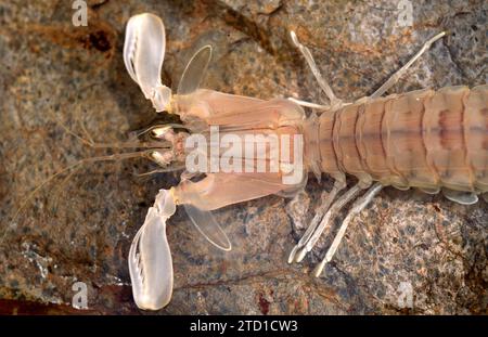 Il gambero Mantis (Squilla mantis) è un crostacei commestibile originario del Mar Mediterraneo e dell'Oceano Atlantico orientale. Dettaglio Cefalotorace. Foto Stock