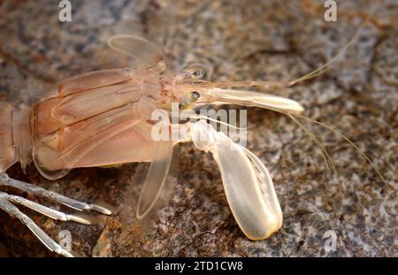 Il gambero Mantis (Squilla mantis) è un crostacei commestibile originario del Mar Mediterraneo e dell'Oceano Atlantico orientale. Dettaglio Cefalotorace. Foto Stock