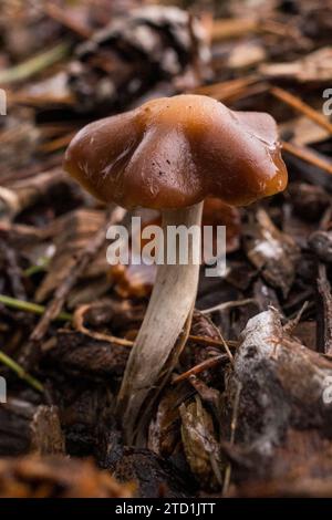 Concetti di funghi del nord-ovest del pacifico selvaggio. Foto Stock