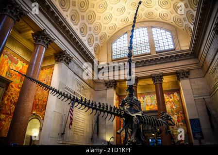 La Theodore Roosevelt Rotunda con i suoi iconici scheletri di Barosaurus e Allosaurus nell'American Museum of Natural History di Manhattan, New York Foto Stock