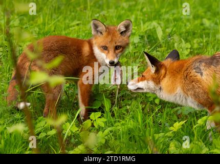 26 aprile 2023, Berlino: 26.04.2023, Berlino. Una giovane volpe rossa (Vulpes vulpes, l) si trova in un parco della capitale accanto alla madre, che gli ha portato un topo da mangiare. La giovane volpe, che di solito viene succhiata dalla madre, sembra sopraffatta dalla preda indiscriminata. Le volpi urbane hanno sviluppato le proprie strategie per vivere al fianco degli esseri umani e ora sono anche geneticamente diverse dai loro parenti in campagna. Foto: Wolfram Steinberg/dpa foto: Wolfram Steinberg/dpa Foto Stock