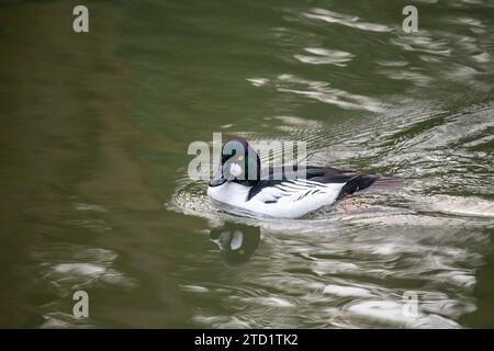 Suggestivo occhio d'oro comune (Bucephala clangula) nel suo habitat naturale. Questa anatra subacquea compatta si distingue per il suo occhio dorato e il piumaggio audace Foto Stock