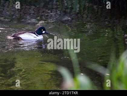 Suggestivo occhio d'oro comune (Bucephala clangula) nel suo habitat naturale. Questa anatra subacquea compatta si distingue per il suo occhio dorato e il piumaggio audace Foto Stock