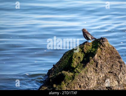 Brewer's Blackbird (Euphagus cyanocephalus), un elegante compagno aviario, abbellisce gli spazi aperti in tutto il Nord America. Riconoscibile dal piumaggio lucido e. Foto Stock