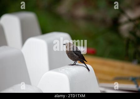 Brewer's Blackbird (Euphagus cyanocephalus), un elegante compagno aviario, abbellisce gli spazi aperti in tutto il Nord America. Riconoscibile dal piumaggio lucido e. Foto Stock