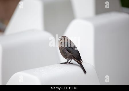 Brewer's Blackbird (Euphagus cyanocephalus), un elegante compagno aviario, abbellisce gli spazi aperti in tutto il Nord America. Riconoscibile dal piumaggio lucido e. Foto Stock