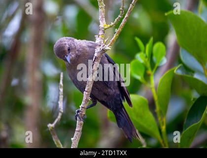 Brewer's Blackbird (Euphagus cyanocephalus), un elegante compagno aviario, abbellisce gli spazi aperti in tutto il Nord America. Riconoscibile dal piumaggio lucido e. Foto Stock