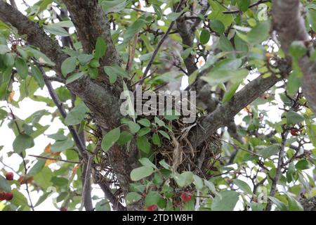 Primo piano di un nido d'uccello in un albero di Crabapple Prairie Fire a Trevor, Wisconsin, USA Foto Stock