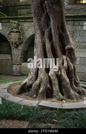 Olive Tree in Cloisters at Church of Olives, Guimaraes Foto Stock