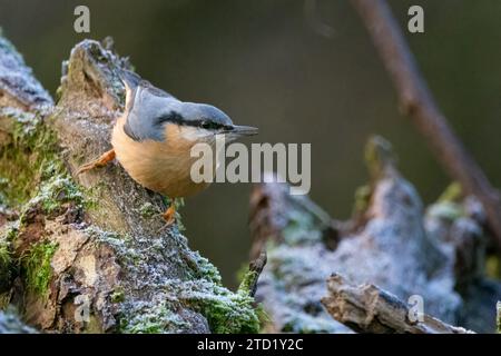 Nuthatch (Sitta europaea) a Perth, Scozia, Regno Unito. Foto Stock