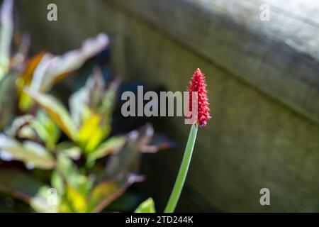 Primrose 'Vialii Red Hot Poker', un Red Hot Poker in miniatura Foto Stock