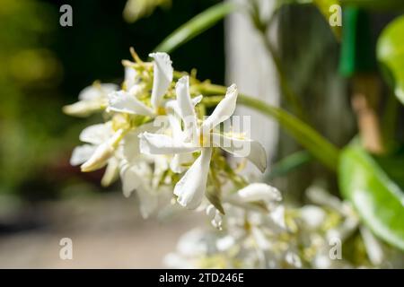 Bellissimi fiori bianchi di gelsomino stellare (Trachelospermum jasminoides) noti anche come gelsomino confederato, gelsomino stellato, jessamina confederata e chine Foto Stock