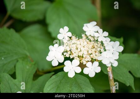 Primo piano del Viburnum Opulus Compactum, comunemente noto come la «Compact Guelder Rose» Foto Stock