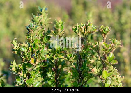 La guglia verde (euonymus japonicus) ha foglie impressionanti che si trovano tra una spina e una foglia regolare. Foto Stock