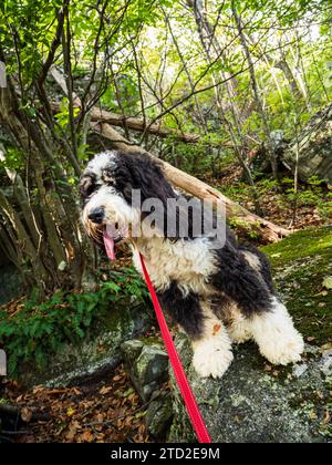 Nelle profondità della foresta del West Virginia, un cucciolo di Bernedoodle si trova in cima a una pietra, adornato con un guinzaglio rosso. Foto Stock