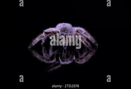 Tarantola rosa cilena isolata su sfondo nero con riflesso Foto Stock