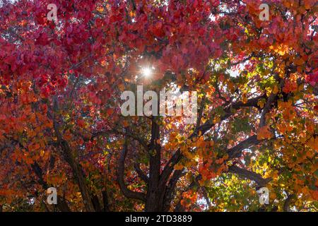Il sole splende attraverso i colori delle foglie autunnali Foto Stock