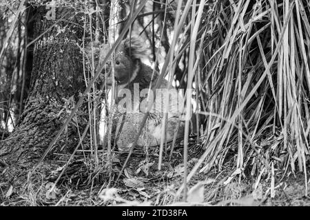 Koala in bianco e nero Foto Stock