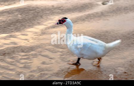 Cairina moschata - anatra moscovita domestica con faccia rossa alla ricerca di vermi di sabbia sulla spiaggia al mattino Foto Stock