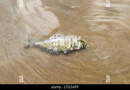 Il pesce di coniglio maculato bianco o Siganus canaliculatus è morto per avvelenamento da piante di tuba o Derris. Foto Stock