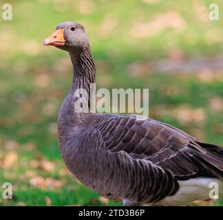 Ritratto ravvicinato di un'oca Greylag o Graylag in un campo che si nutre di erba Foto Stock