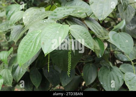 Un picchetto verde di Peppercorn appeso a una vite di pepe nero (Piper nigrum). Questo picchetto di pepe verde in crescita è appeso Foto Stock