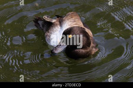 Un'anatra tufted con becco scuro e occhio giallo che nuota nel corpo d'acqua di fronte allo spettatore Foto Stock