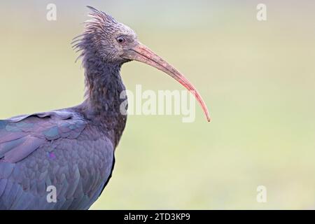 Ritratto di un giovane ibis calvo settentrionale (Geronticus eremita) Foto Stock