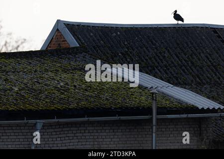 northern Bald ibis (Geronticus eremita) arroccato su un tetto. Foto Stock