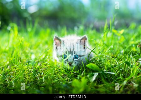 Piccolo gattino con ayes blu che giocano nell'erba verde sul cortile. Fotografie di animali domestici e animali Foto Stock