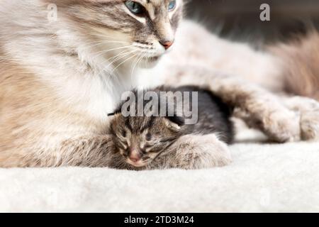 Piccolo gattino cieco che dorme vicino a sua madre da vicino. I gatti prosciugano su un accogliente tappeto bianco Foto Stock