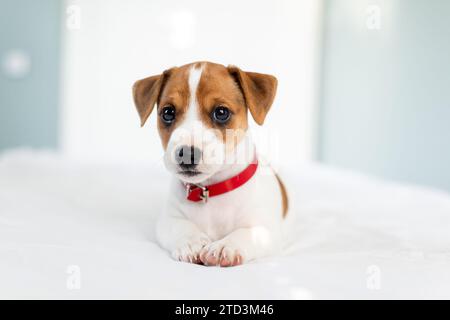 Il più adorabile cucciolo di Jack Russel terrier con colletto rosso e occhi carini sul letto bianco Foto Stock