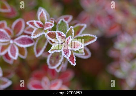 Gelo, privet (Ligustrum), piante, foglie, inverno, macro, primo piano di piccole foglie ricoperte di gelo Foto Stock