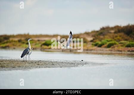 Airone grigio (Ardea cinerea) e un grande egretto (Ardea alba) che si stendono sul bordo delle acque mentre un gabbiano dalle zampe gialle (Larus michahellis) vola Foto Stock