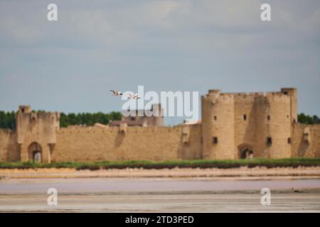 Coppia di ricoveri comuni (Tadorna tadorna) in volo, con le mura cittadine di Aigues-Mortes sullo sfondo, Camargue, Francia Foto Stock