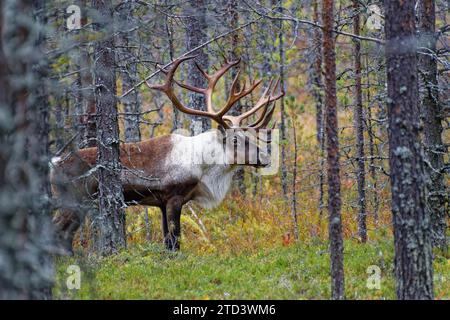 Renne forestali finlandesi (Rangifer tarandus fennicus), selvatiche, nella foresta, Kuhmo, Kainuu, Finlandia nord-orientale, Finlandia Foto Stock