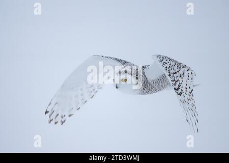 Gufo innevato (Nyctea scandiaca) femmina, in volo, ali che puntano verso il basso, Ottawa, Quebec, Canada Foto Stock